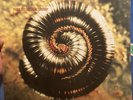 NINE INCH NAILS 
