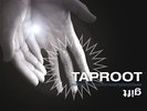 Taproot Gift (Vinyl) 12