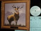 Killdozer – Twelve Point Buck  LP NM  Punk  Touch and Go 48   1989  Garbage