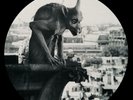 Current 93 - Current 93 - Dogs Blood Rising  (Pic Disc) DOARXVI