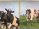 PINK FLOYD ATOM HEART MOTHER 1ST PRESS 1970 UK HARVEST VINYL LP SHVL 781 EX