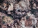 The Icicle Works - The Icicle Works (LP, Album)