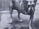 ALICE IN CHAINS RARE 2 VINYL LP GATEFOLD + PRINTED INNERSLEEVES GRUNGE