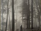 folklore in the trees vinyl