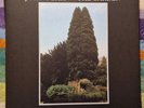 John Foxx – The Garden - 2021 - Transluscent Green Vinyl