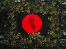 Moses Sumney - Live From Blackalachia - FUNK *NEW/COLOR/VMP*