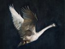 Foy Vance The Wild Swan (Vinyl) 12