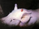 The Damned STRAWBERRIES Sanctuary Records NEW SEALED BLACK VINYL RECORD LP
