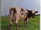 PINK FLOYD ATOM HEART MOTHER BRAZIL 1985 MISPRINT ERROR LP BLANK GATEFOLD COVER