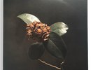 St. Paul and the Broken Bones Young Sick Camellia LP vinyl Europe 2018 Record