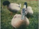 Tocotronic Es Ist Egal, Aber STILL SEALED NEW OVP Buback 2xVinyl LP