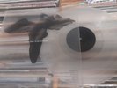 Love Will Tear Us Apart by Joy Division (Record, 2015) Clear Vinyl 12