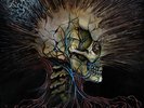 Violence Inherent in the System by Noxis (Record, 2024)