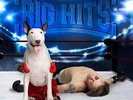 Rick Springfield - Rick Springfield's Greatest Hits, Vol. 2(Vinyl LP) [PRE-ORDER