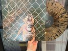Knocked Loose - Pop Culture - *SIGNED* vinyl