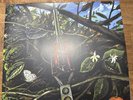 DRAGONFLY S/T Self Titled LP Vinyl Plus 7 Inch RSD The legend Rare Psych