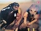 LP VINYL BLUR ALBUM PARKLIFE FOODLP 10 UK 1ST PRESS 1994 NM/NM- NICE COPY