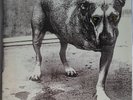 ALICE IN CHAINS  - Self titled , 1995 , Three Legged Dog  2LP
