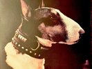 PIXIES – Here Comes Your Man - Vinyl 12
