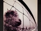PEARL JAM 'Vs' 1993 Z 53136 Epic Associated LP Vinyl Record Gatefold - EX