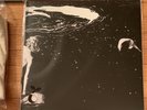 Alice Phoebe Lou - Shelter factory new vinyl LP record