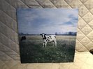 Screaming Abdabs LP Dark Side of the Moo TRIXIE  pink floyd rare vinyl FREESHIP