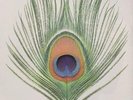 XTC Apple Venus - Volume 1 (Vinyl) 12