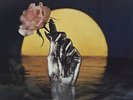 Styx ‎– Best Of Styx - Very Good Plus VG+ - Vinyl LP Record Album Stereo