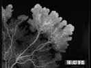 PRESALE  Pearl Jam The Last Of Us Limited Edition EP Vinyl ORDER CONFIRMED