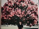 Drew Monson-Some Other Light (VERY RARE, Etched Pink vinyl, indie release, 2019)