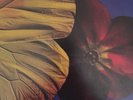 Twinkle Brothers - Praise Jah (LP, Album)