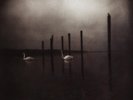 Om Conference of the Birds (Vinyl) 12
