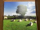 THE KLF - Chill Out - transparent vinyl. New