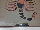 The Savages Black Scorpio LP Record India Orig Psych Pokora 6Star  VG+