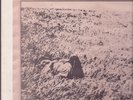 Joni Mitchell Lennie and Dom Songs (Early On) Amazing Kornyfone LP Live 1969 VG+