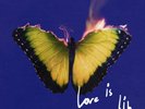 Maroon 5 – Love Is Like - Blue LP Vinyl Record 12
