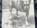 Alice In Chains - Alice In Chains lp (Tripod) EX/EX First Pressing