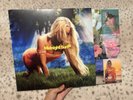 Zara Larsson Midnight Sun Signed Vinyl