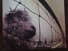 Pearl Jam VS First US Pressing 1993 Gatefold Vinyl LP Epic Records NM