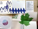 The Field Mice Sensitive/When Morning Comes To Town UK 7” Insert Poster SARAH 18