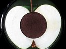 Beatles Mystery 45 Scranton First Pressing Apple, NM/EX