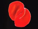Peter Gabriel ‎– Scratch My Back Classic Record 200grams SEALED