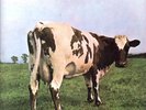 Pink Floyd Atom Heart Mother LP vinyl UK Harvest 1970 original LP with no emi