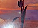 Pretty Things PARACHUTE Rare Earth R 515 VG+