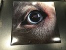 Roger Waters - The Dark Side of the Moon - Redux - 2023 - Blue Vinyl - EX/EX
