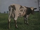 Pink Floyd Atom Heart Mother UK 1st Press SHVL 781 A-1G/B-1G Harvest 1970
