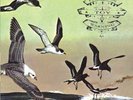 Flotation Toy Warning Bluffer's Guide to the Flight Deck (Vinyl) (UK IMPORT)