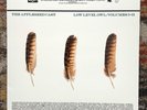 The Appleseed Cast - Low Level Owl I + ll  White Translucent Vinyl Ltd Ed 1/500