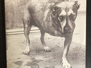 Alice In Chains Self-Titled 1995 Original LP NM/NM