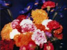 THE TEARDROP EXPLODES ‎– Wilder Vinyl LP. New and Sealed.